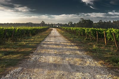Italien: 1200 km med vin