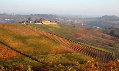 Dolcetto - drik den bare ung